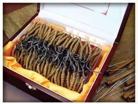 龙游冬虫夏草回收